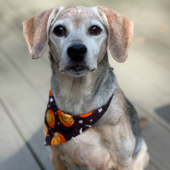 Posh Ambassador/ Event Manager / Dog Mom - Picture 2 of 5